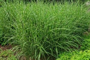 Miscanthus strictus dwarf